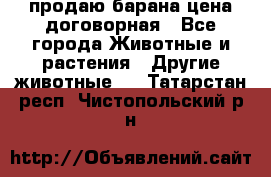 продаю барана цена договорная - Все города Животные и растения » Другие животные   . Татарстан респ.,Чистопольский р-н